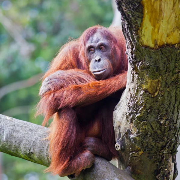 stock image Female Orangutan