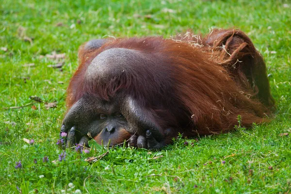 Orangután borneano — Foto de Stock