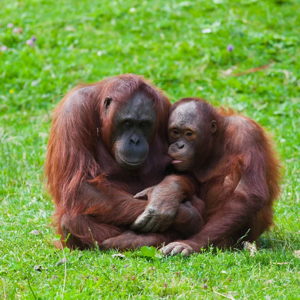 Mãe e filho de orangotango — Fotografia de Stock