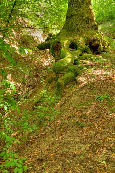 Wurzeln eines Baumes im ciucaru mare forest — Stockfoto