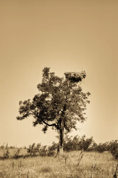 Ninho de cegonha em uma árvore — Fotografia de Stock