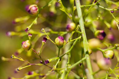 Scrophularia