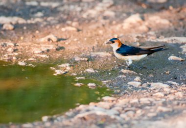 Red-rumped Swallow clipart