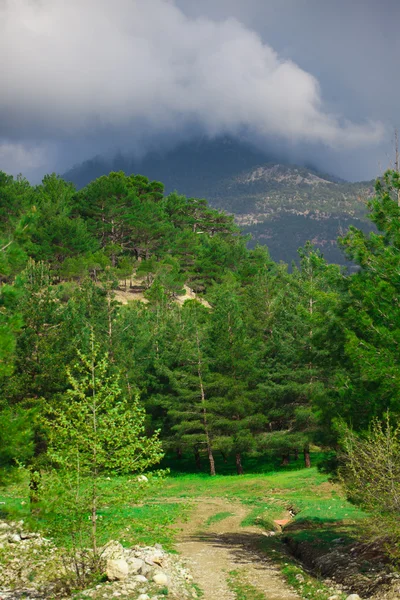 Floresta e montanha perto de Pozanti — Fotografia de Stock