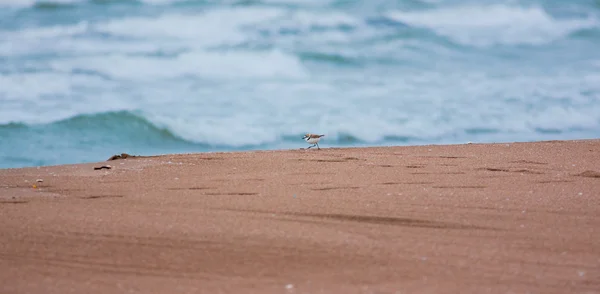ハジロコチドリ — ストック写真