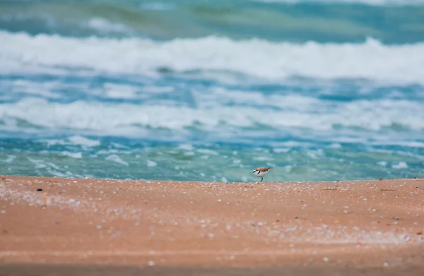 Ringed plover — Stock Photo, Image