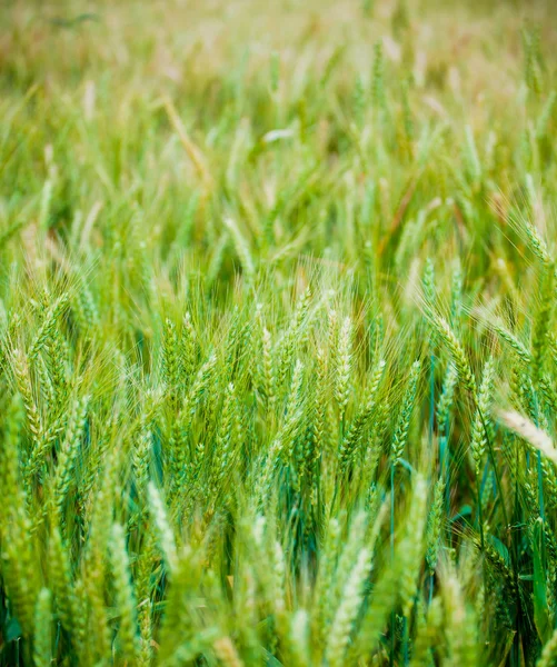 stock image Wheat in spring