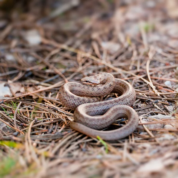Гладка змія — стокове фото