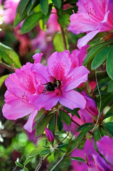 stock image Flower