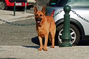 çoban köpeği