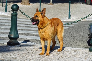 çoban köpeği