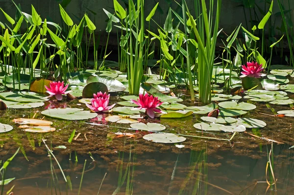 Portugalia łąka przyroda kwiaty na wodzie zapach romantyczne karty Zdjęcia Stockowe bez tantiem