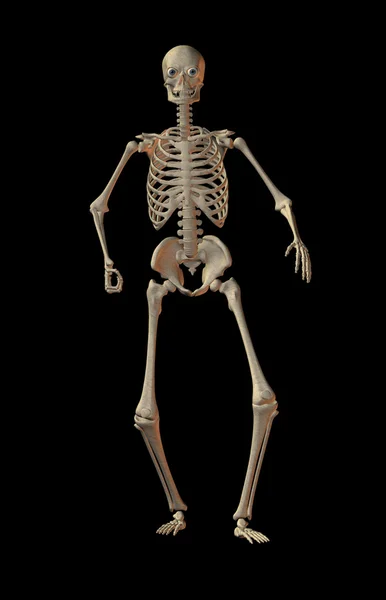 stock image Skeleton in black background