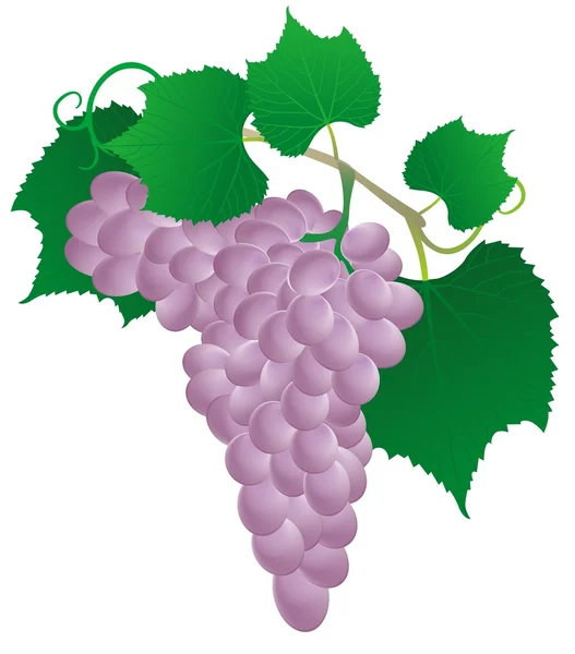 Różowy winogron z zielonych liści, na białym tle — Wektor stockowy