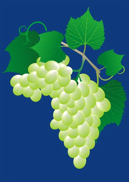 Pembe beyaz izole yaprak yeşil üzüm — Stok Vektör