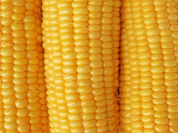 stock image Yellow corn background