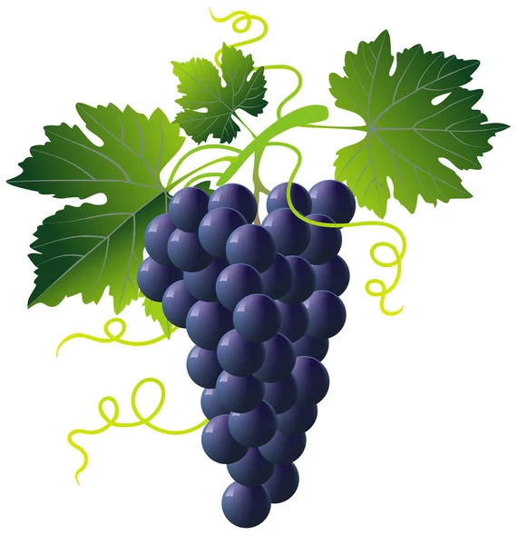 Пучок синього винограду — стоковий вектор