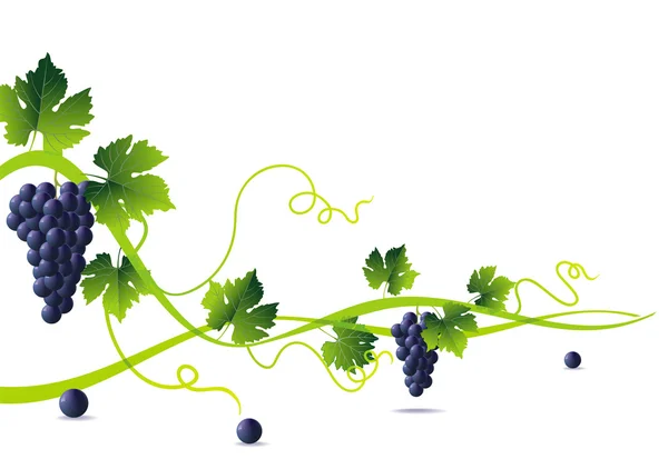 Liana verde e uvas azuis — Vetor de Stock
