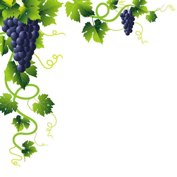 Blue grapes corner — Stock Vector