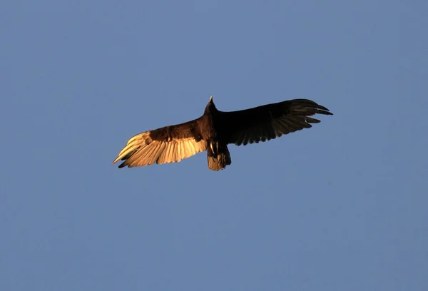 Sunset falcon — Stock Photo, Image