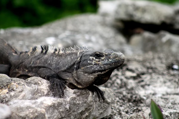 stock image Grey iguana