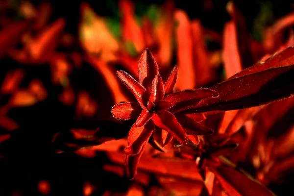 Oheň červené rostlin — Stock fotografie