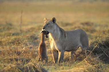 Lioness with prey. clipart