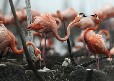 Büyük Flamingo (Phoenicopterus ruber)