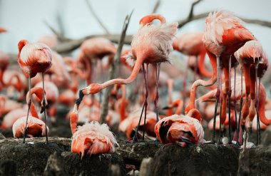 Büyük Flamingo (Phoenicopterus ruber)