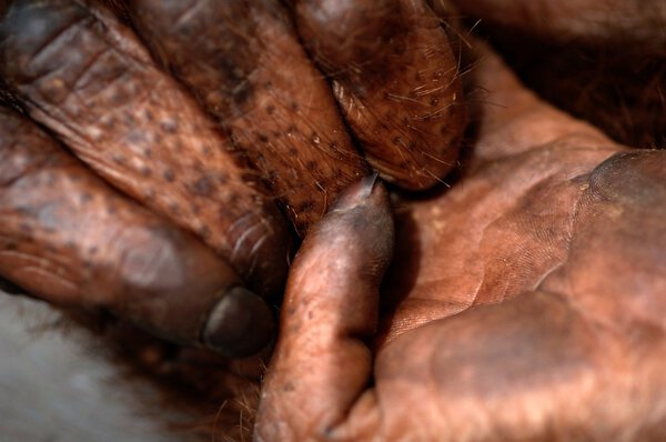 Fingers of the orangutan.