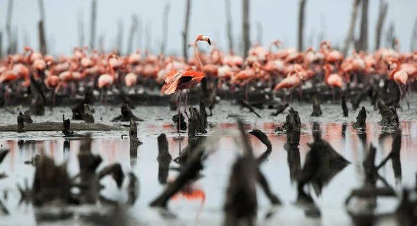 Wielki Flamingo (Phoenicopterus ruber) — Zdjęcie stockowe