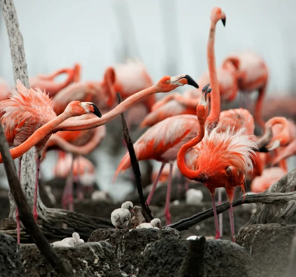 Große Flamingos (phoenicopterus ruber)) — Stockfoto