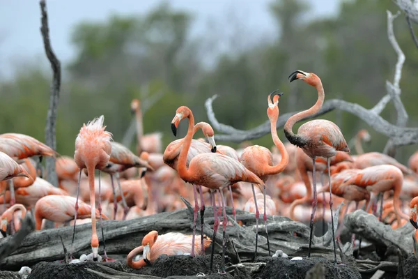 Skvělé Flamingo (Phoenicopterus ruber) — Stock fotografie