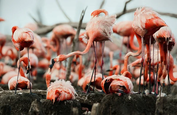 Skvělé Flamingo (Phoenicopterus ruber) — Stock fotografie
