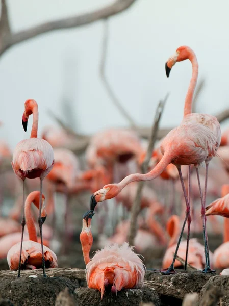 Great Flamingo (Phoenicopterus ruber) — Stock Photo, Image