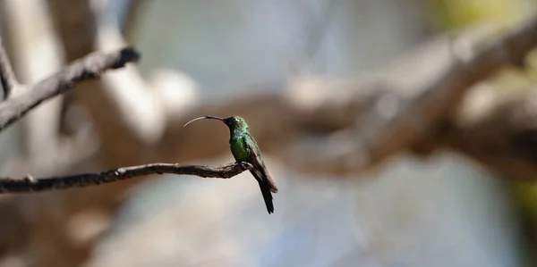 (Chlorostilbon ricordii Küba Emerald) — Stok fotoğraf