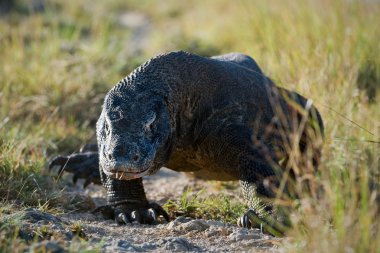 Comodo dragon geliyor.