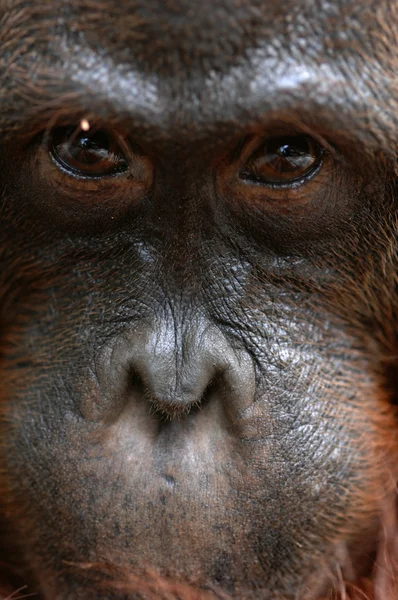 Orangutan Ben. — Stock fotografie