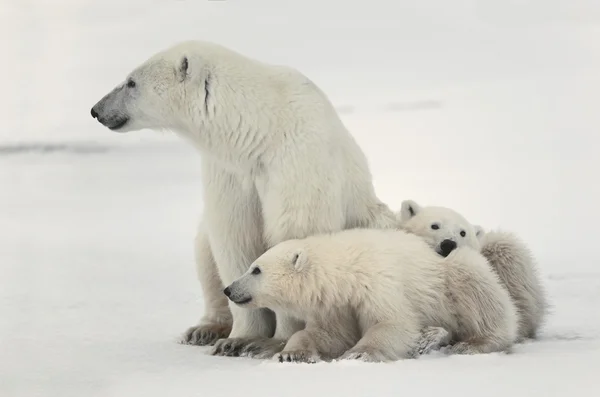 Osa polar con cachorros . — Foto de Stock