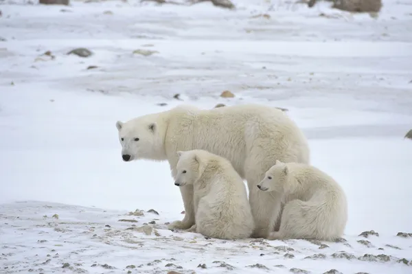 Osa polar con cachorros . —  Fotos de Stock