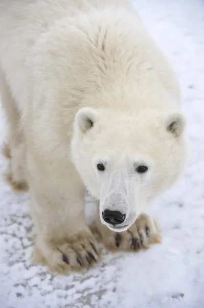 Kutup ayısı. — Zdjęcie stockowe