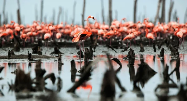 Grande Flamingo (Phoenicopterus ruber ) — Fotografia de Stock