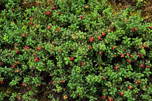 Bekend of bosbessensap (Vaccinium vitis-idaea ) — Stockfoto