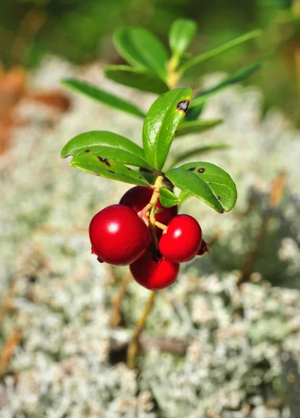 Lingonris eller lingon (Vaccinium vitis-idaea ) — Stockfoto