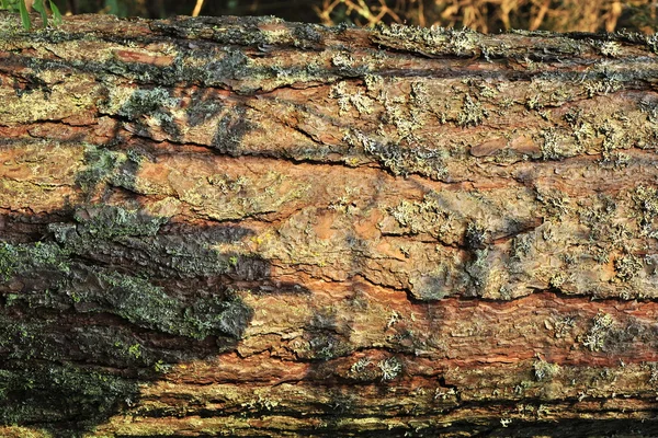 Cascas de árvores de pele — Fotografia de Stock