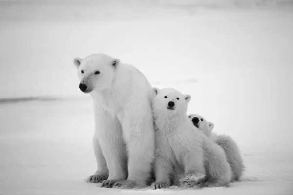 Polar dişi ayı yavruları ile. Telifsiz Stok Fotoğraflar
