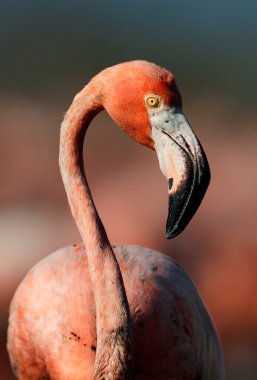 Amerikan flamingo portresi.