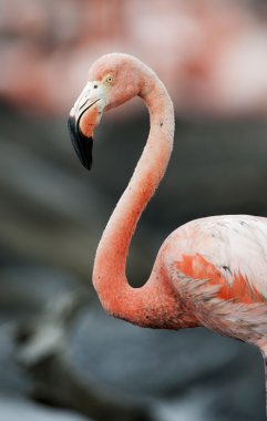 Amerikan flamingo portresi.