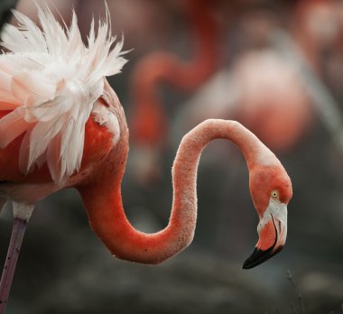 Portrait of the American Flamingo. clipart