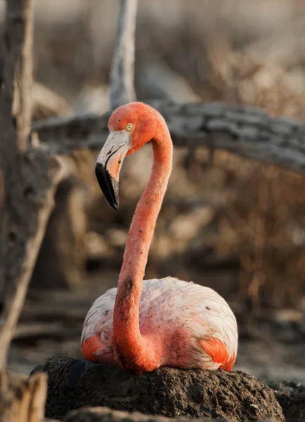 Portrét amerického Flamingo. — Stock fotografie